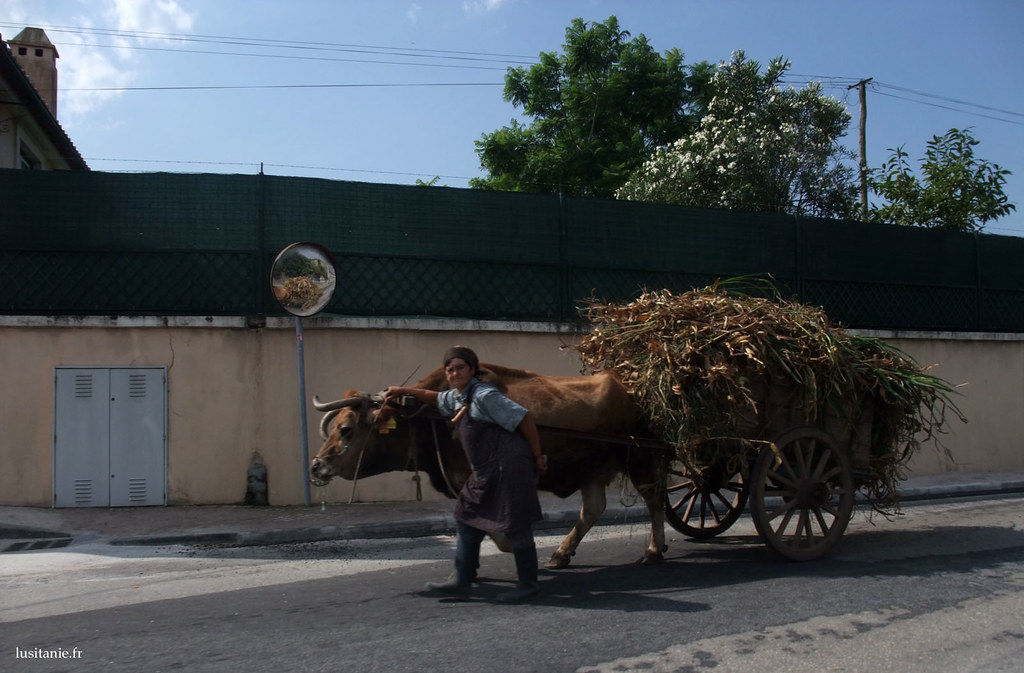 Ainda existem velhinhas que vão buscar pasto para o gado, com um carro de bois!