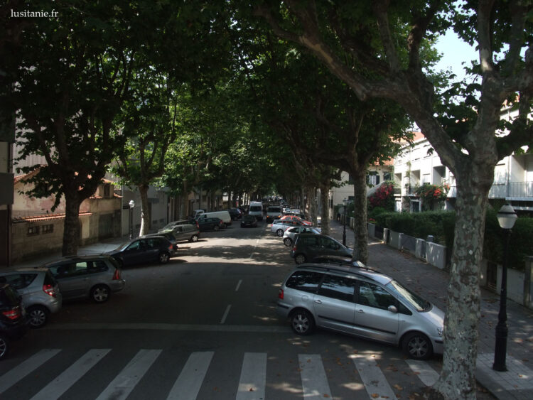Rua com árvores do Porto